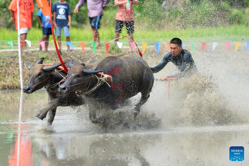 ทรงพลัง! แข่งขันวิ่งควาย 2567 ประเพณีท้องถิ่นสุดมันส์เมืองชลบุรี