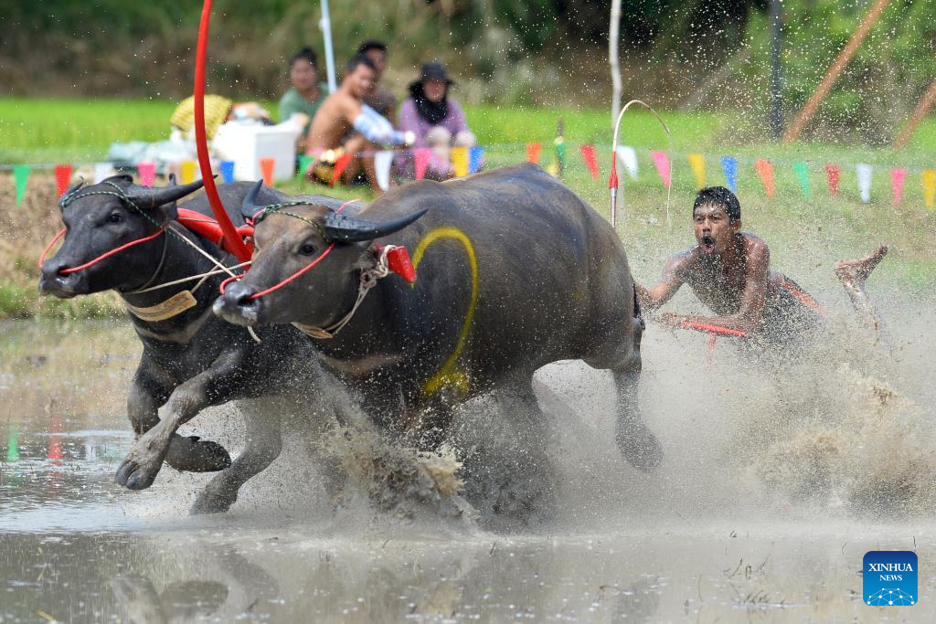 ทรงพลัง! แข่งขันวิ่งควาย 2567 ประเพณีท้องถิ่นสุดมันส์เมืองชลบุรี