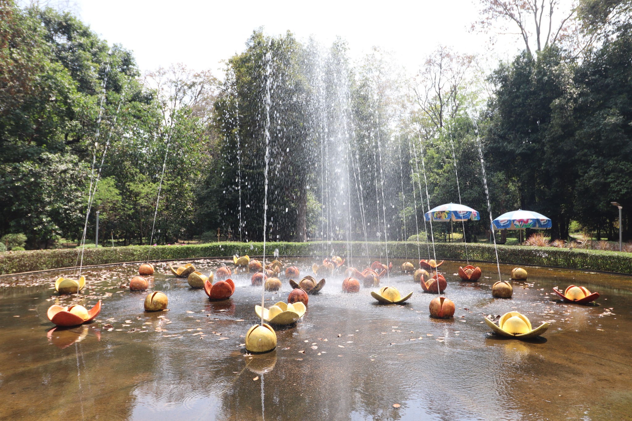 ลูกฮิปโปโปเตมัส สมาชิกใหม่ สวนสมเด็จพระศรีนครินทร์ศรีสะเกษ