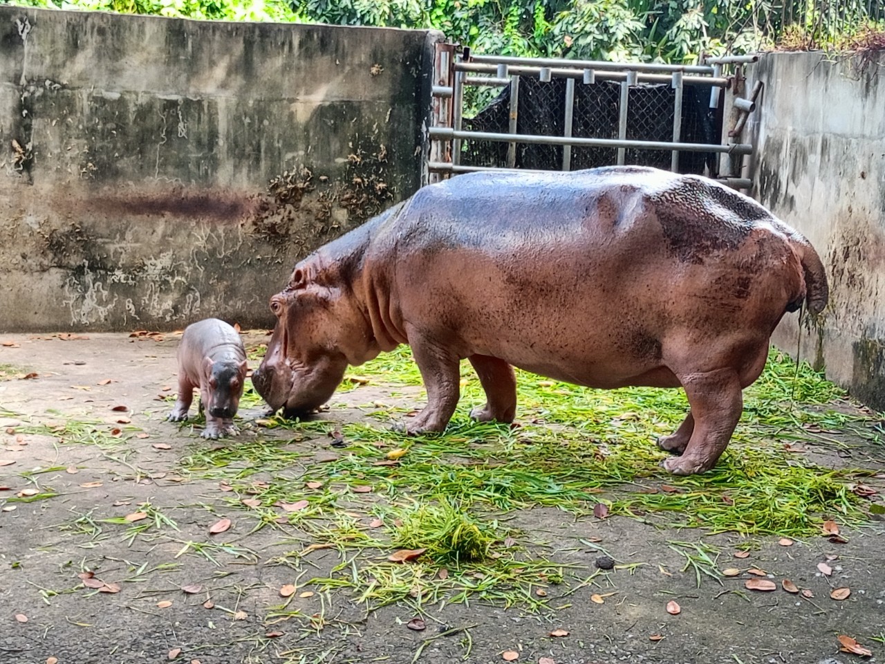 ลูกฮิปโปโปเตมัส สมาชิกใหม่ สวนสมเด็จพระศรีนครินทร์ศรีสะเกษ