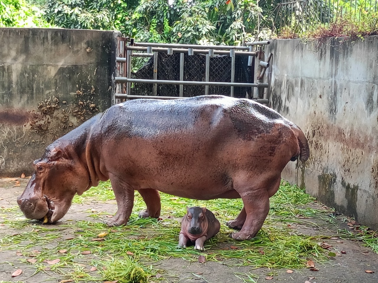 ลูกฮิปโปโปเตมัส สมาชิกใหม่ สวนสมเด็จพระศรีนครินทร์ศรีสะเกษ