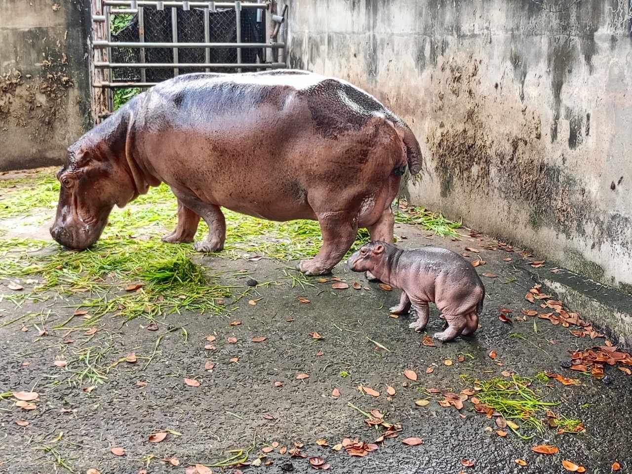 ลูกฮิปโปโปเตมัส สมาชิกใหม่ สวนสมเด็จพระศรีนครินทร์ศรีสะเกษ