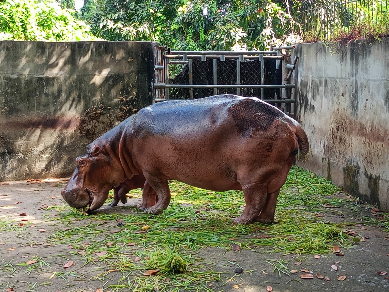 ลูกฮิปโปโปเตมัส สมาชิกใหม่ สวนสมเด็จพระศรีนครินทร์ศรีสะเกษ