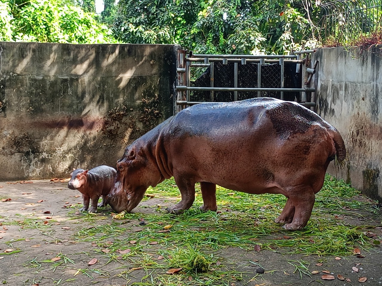 ลูกฮิปโปโปเตมัส สมาชิกใหม่ สวนสมเด็จพระศรีนครินทร์ศรีสะเกษ