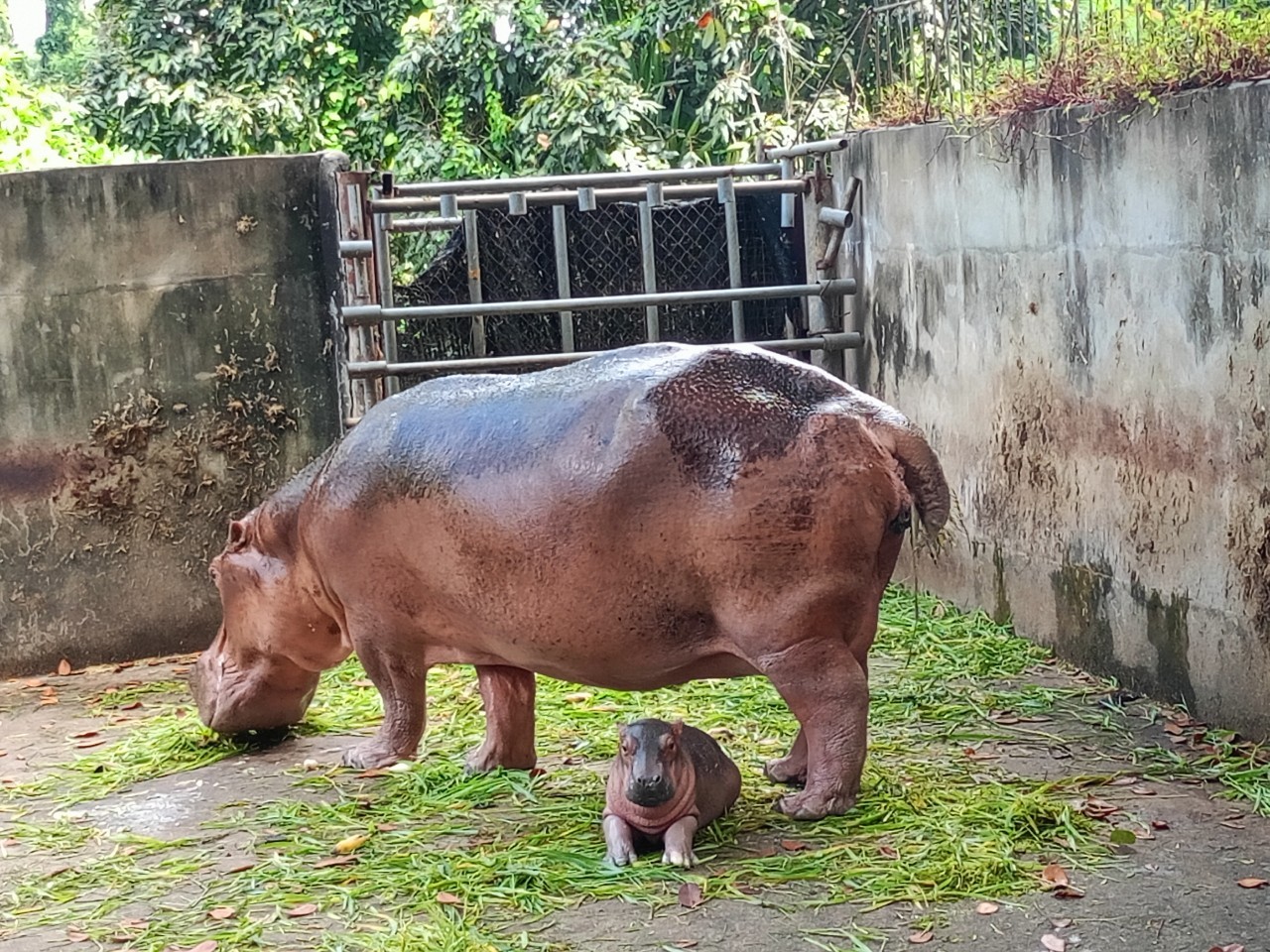 ลูกฮิปโปโปเตมัส สมาชิกใหม่ สวนสมเด็จพระศรีนครินทร์ศรีสะเกษ