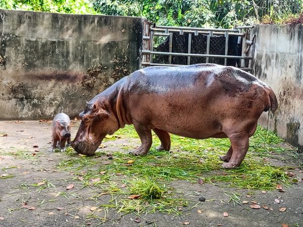 ลูกฮิปโปโปเตมัส สมาชิกใหม่ สวนสมเด็จพระศรีนครินทร์ศรีสะเกษ