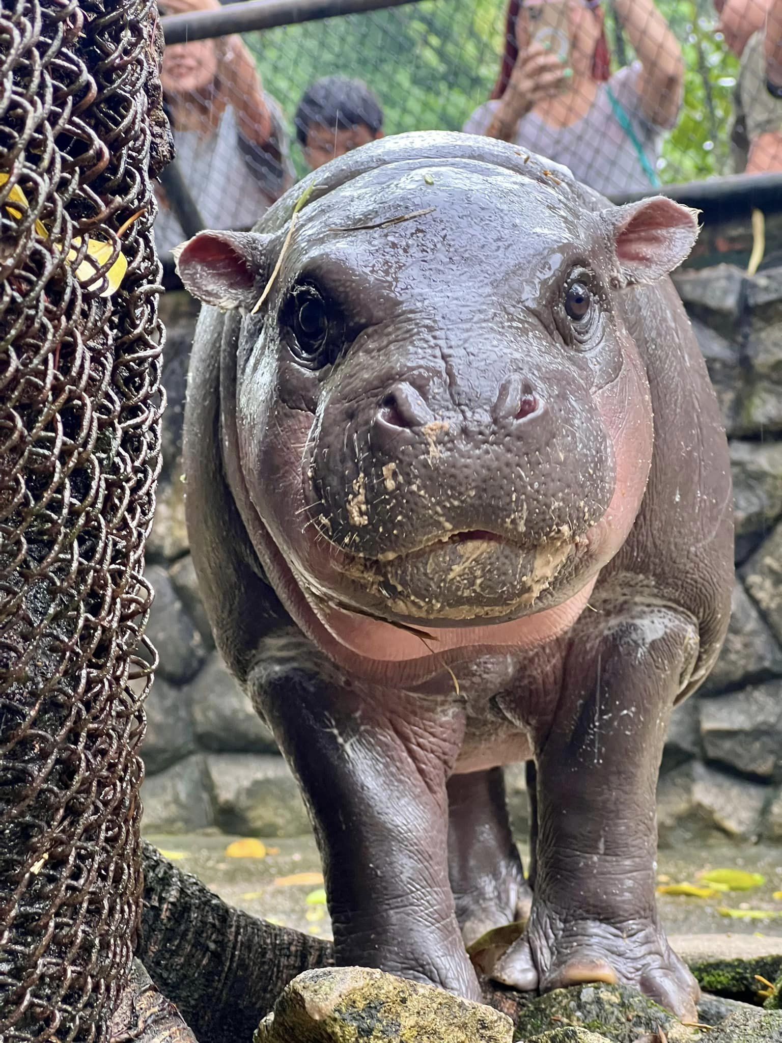 สวนสัตว์เปิดเขาเขียวชวนเด็กและผู้สูงอายุ ดูหมูเด้งฟรี วันปิยมหาราช