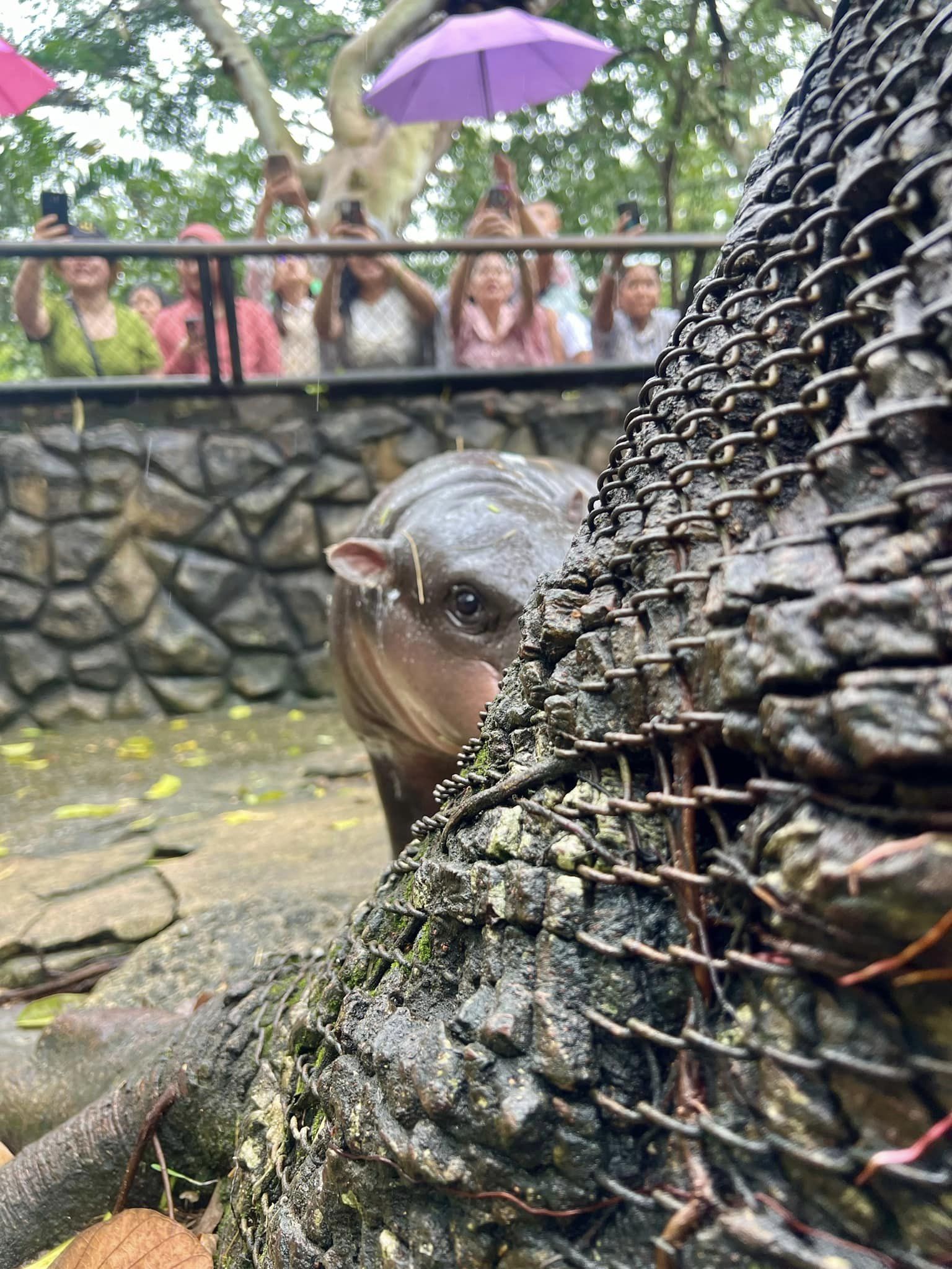 สวนสัตว์เปิดเขาเขียวชวนเด็กและผู้สูงอายุ ดูหมูเด้งฟรี วันปิยมหาราช