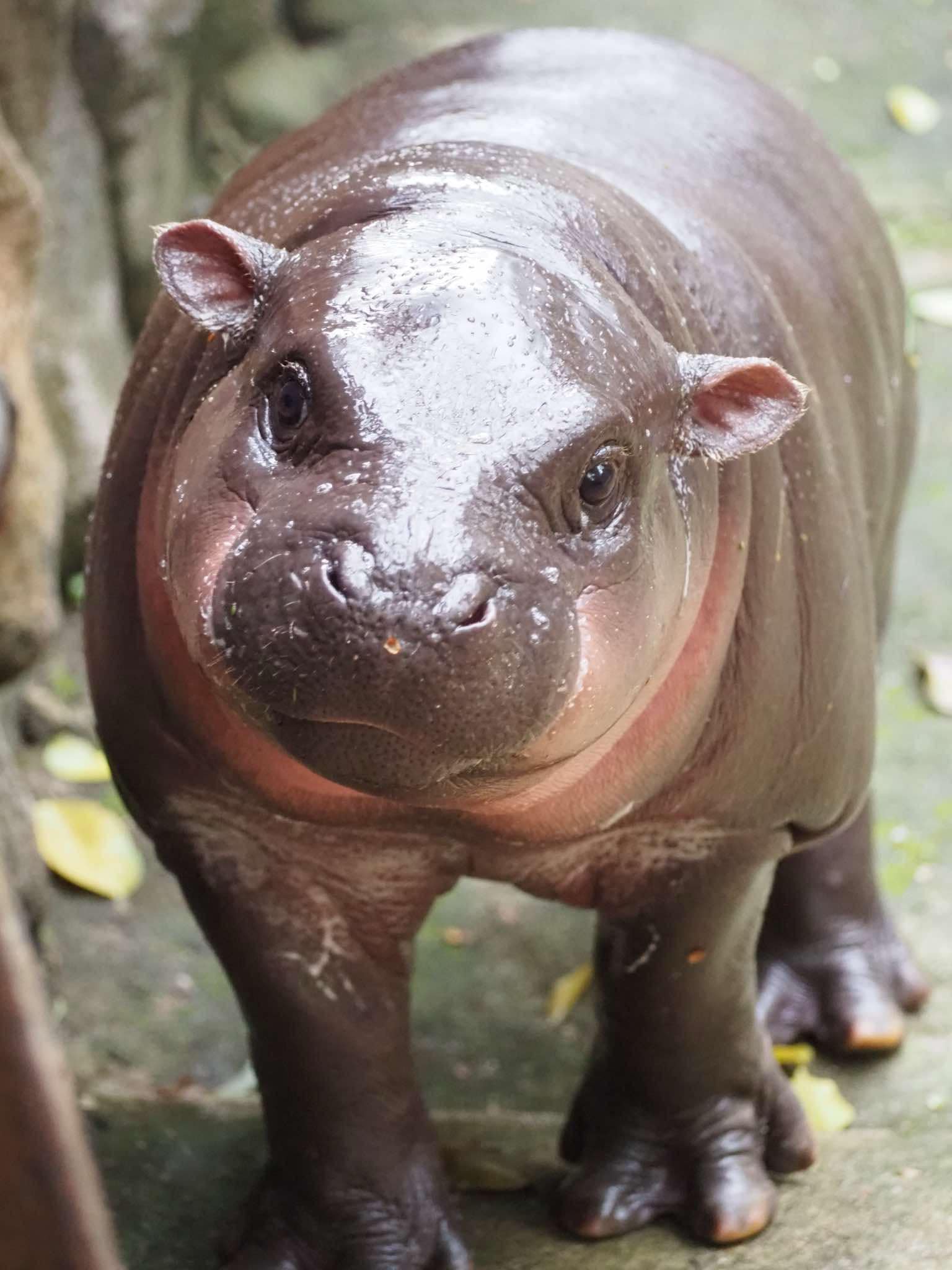 สวนสัตว์เปิดเขาเขียวชวนเด็กและผู้สูงอายุ ดูหมูเด้งฟรี วันปิยมหาราช