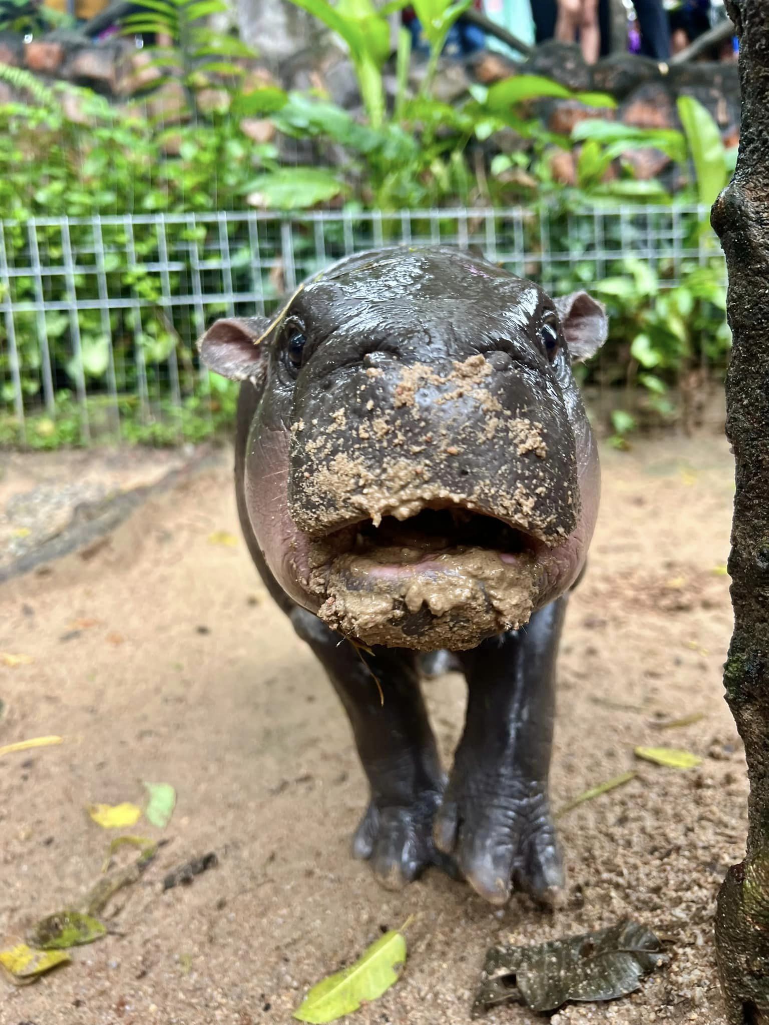 สวนสัตว์เปิดเขาเขียวชวนเด็กและผู้สูงอายุ ดูหมูเด้งฟรี วันปิยมหาราช