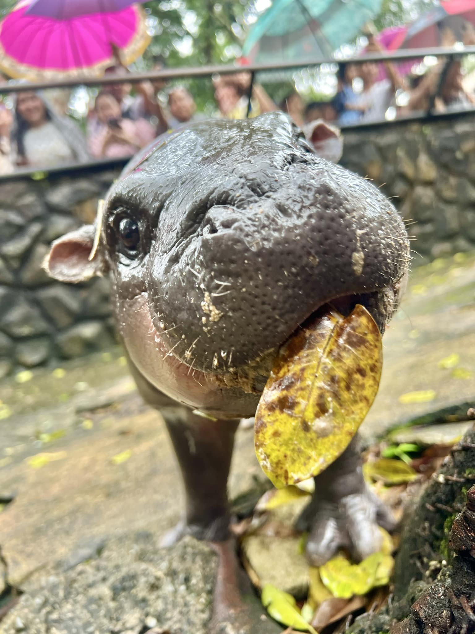 สวนสัตว์เปิดเขาเขียวชวนเด็กและผู้สูงอายุ ดูหมูเด้งฟรี วันปิยมหาราช