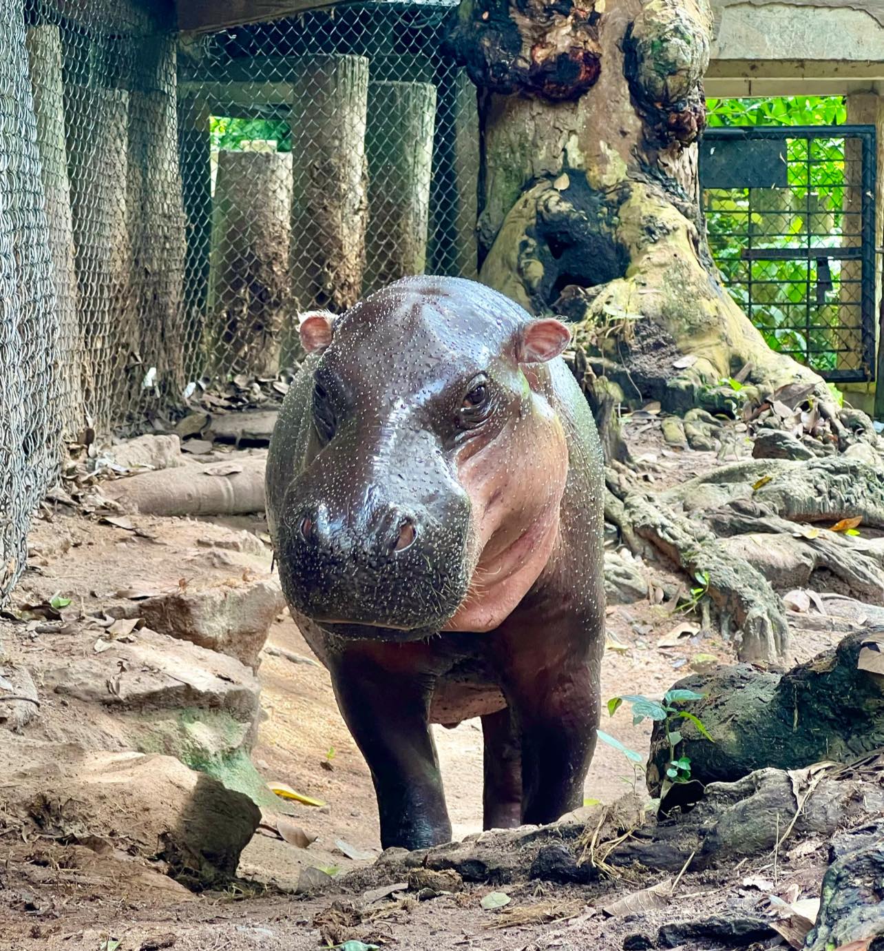 สวนสัตว์เปิดเขาเขียวชวนเด็กและผู้สูงอายุ ดูหมูเด้งฟรี วันปิยมหาราช