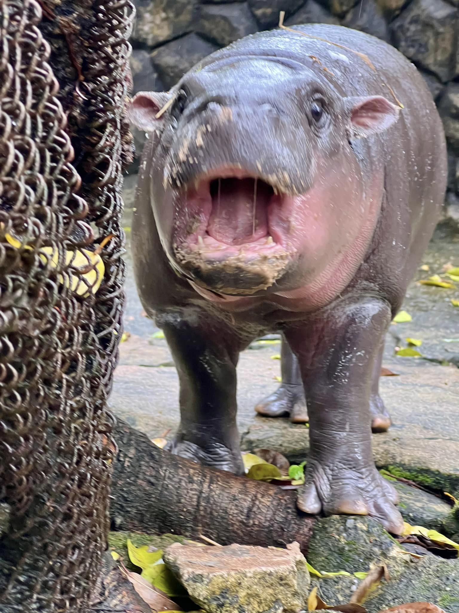 สวนสัตว์เปิดเขาเขียวชวนเด็กและผู้สูงอายุ ดูหมูเด้งฟรี วันปิยมหาราช