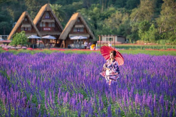 ที่เที่ยวใกล้กรุงเทพ ที่เที่ยวเขาใหญ๋ สวนดอกไม้สวยเว่อร์! ที่ Hokkaido Flower Park Khaoyai