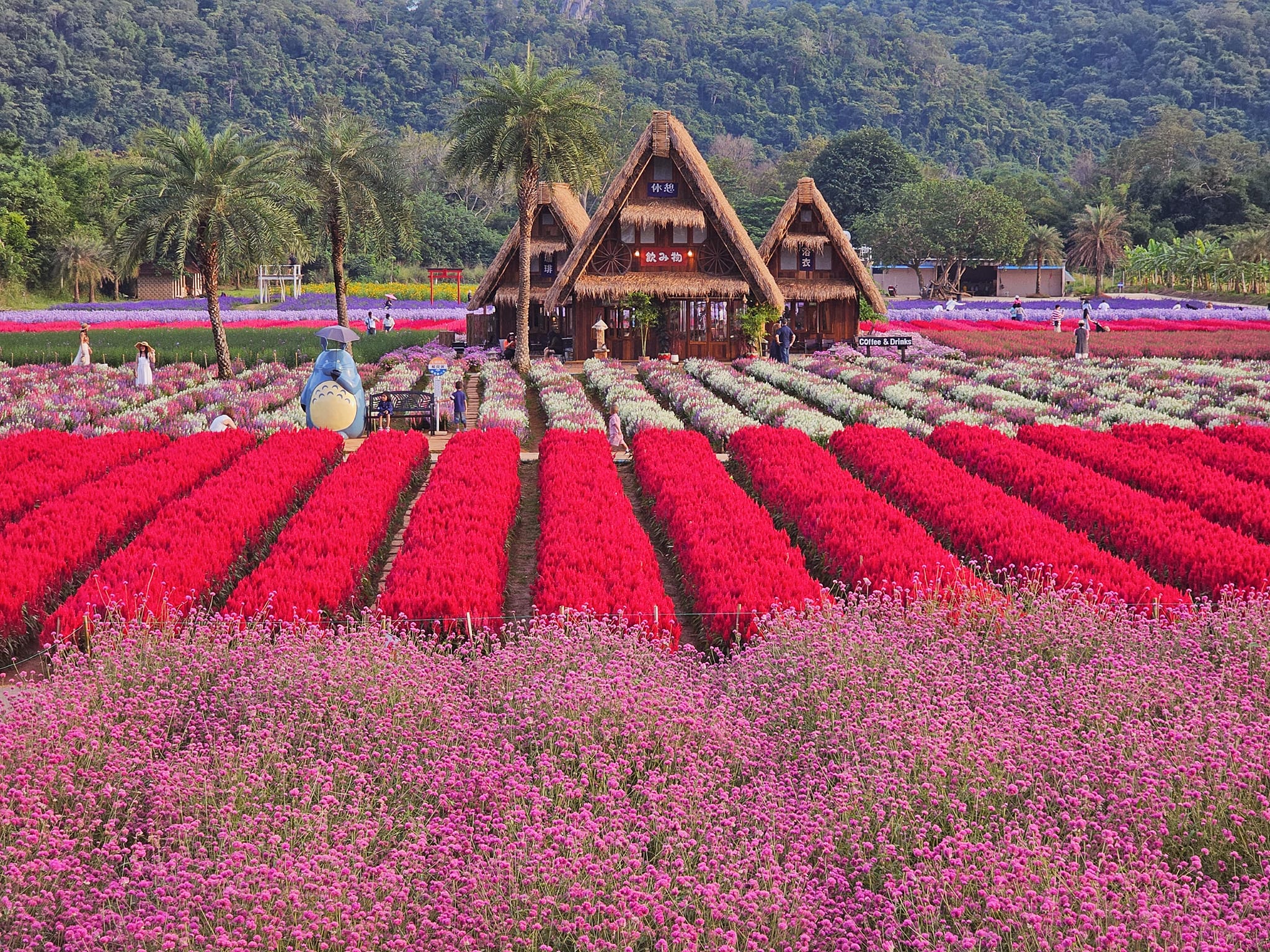 ที่เที่ยวใกล้กรุงเทพ ที่เที่ยวเขาใหญ๋ สวนดอกไม้สวยเว่อร์! ที่ Hokkaido Flower Park Khaoyai