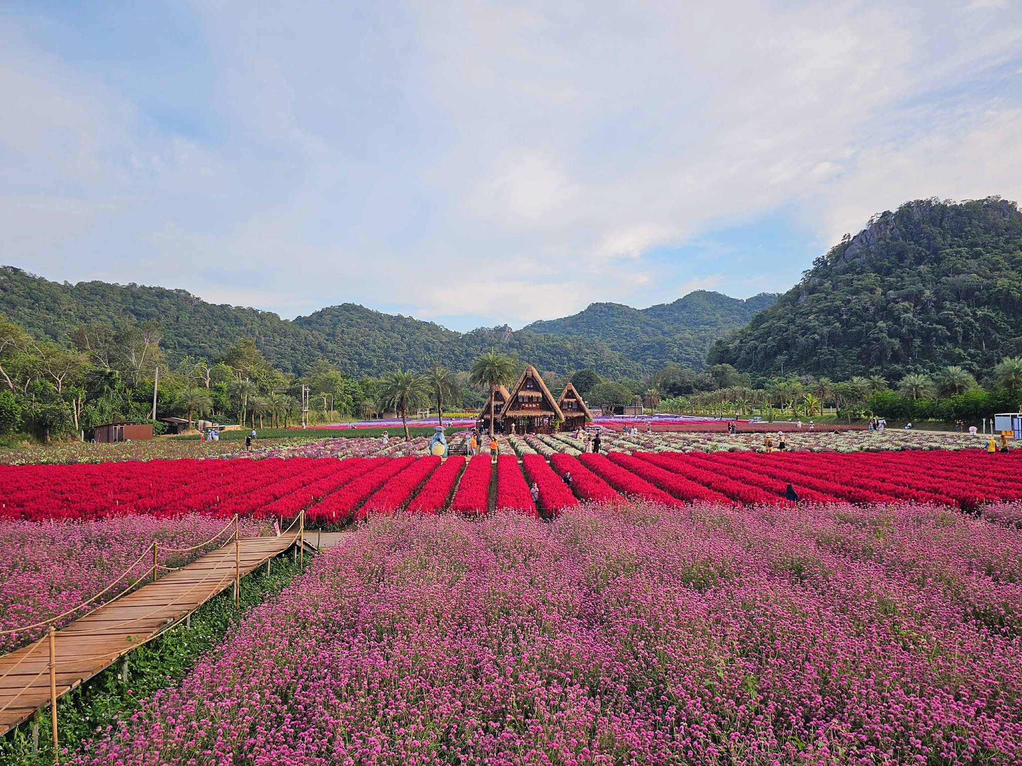 ที่เที่ยวใกล้กรุงเทพ ที่เที่ยวเขาใหญ๋ สวนดอกไม้สวยเว่อร์! ที่ Hokkaido Flower Park Khaoyai