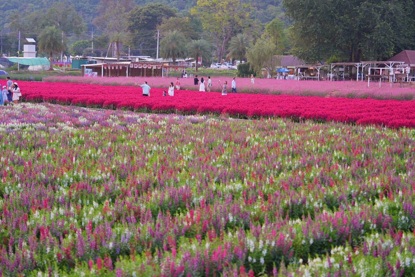 ที่เที่ยวใกล้กรุงเทพ ที่เที่ยวเขาใหญ๋ สวนดอกไม้สวยเว่อร์! ที่ Hokkaido Flower Park Khaoyai