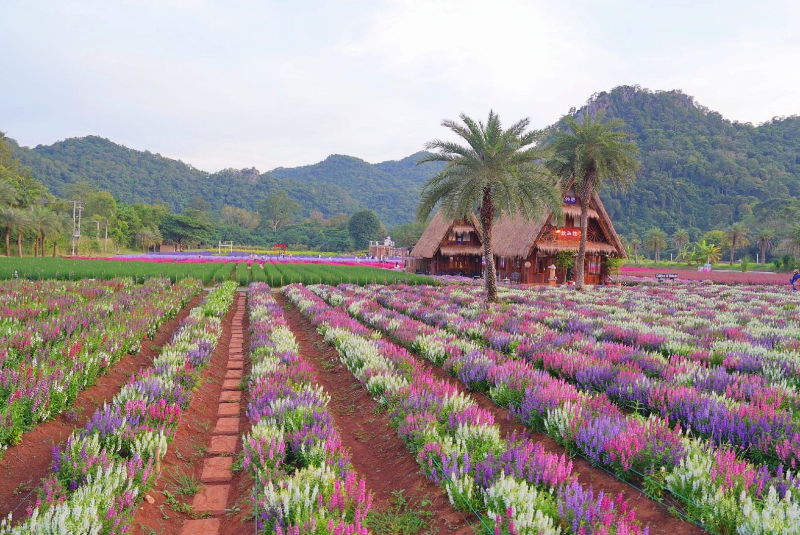 ที่เที่ยวใกล้กรุงเทพ ที่เที่ยวเขาใหญ๋ สวนดอกไม้สวยเว่อร์! ที่ Hokkaido Flower Park Khaoyai