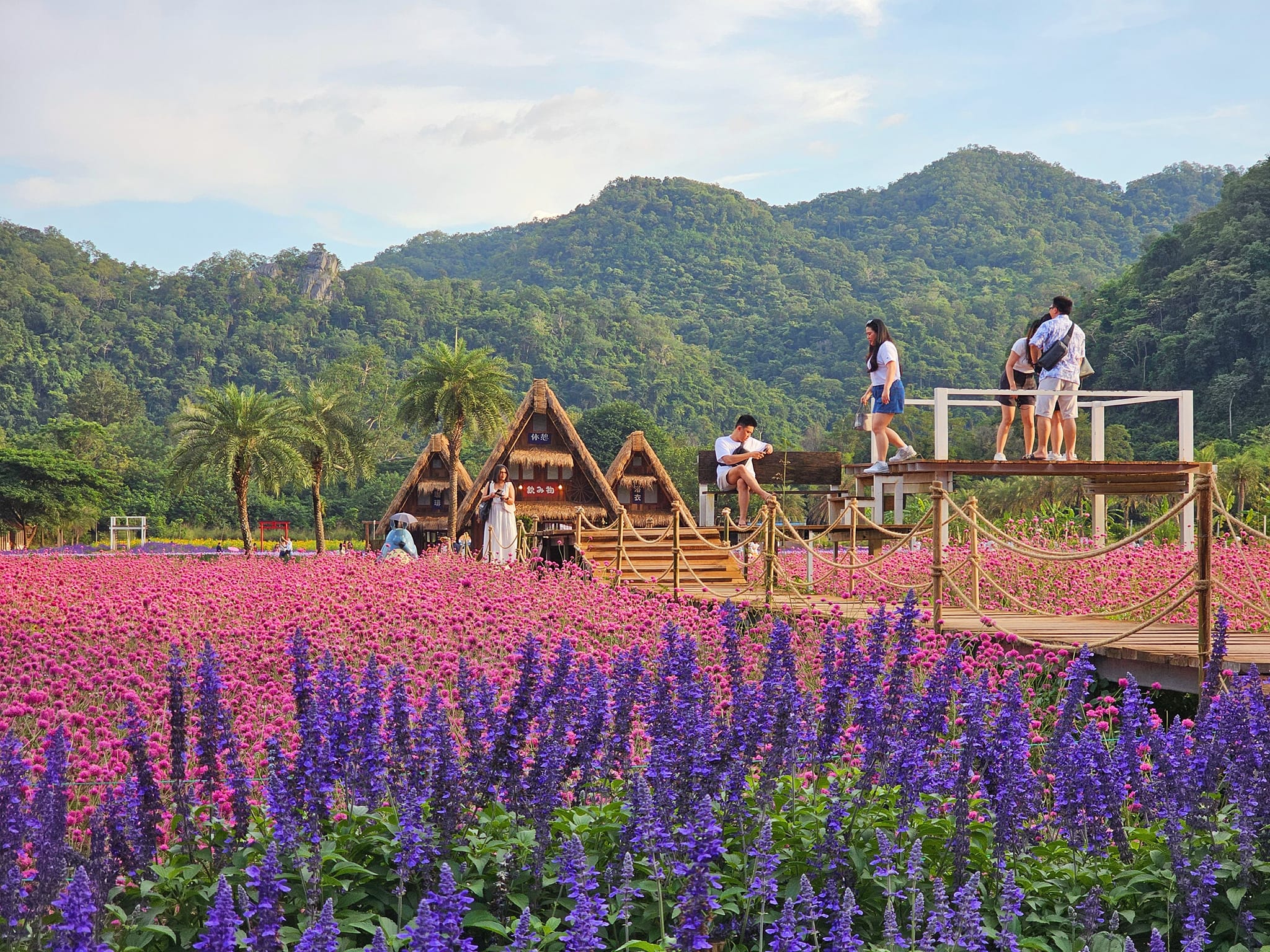 ที่เที่ยวใกล้กรุงเทพ ที่เที่ยวเขาใหญ๋ สวนดอกไม้สวยเว่อร์! ที่ Hokkaido Flower Park Khaoyai