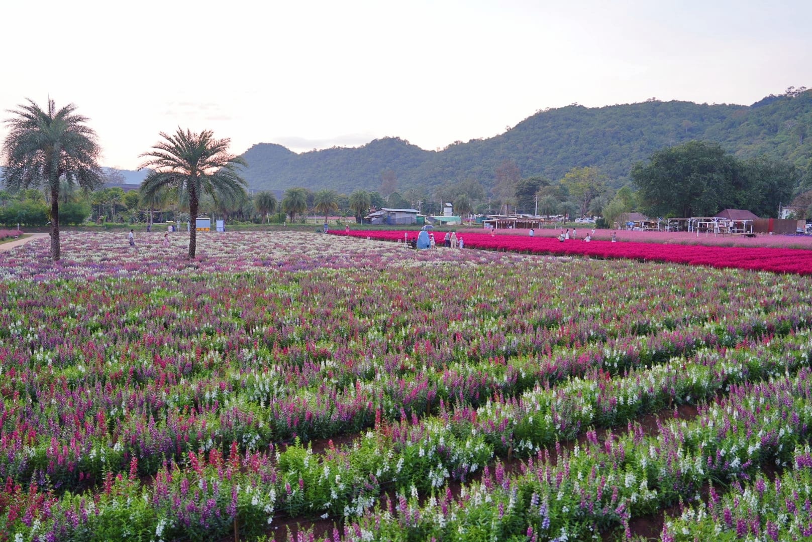 ที่เที่ยวใกล้กรุงเทพ ที่เที่ยวเขาใหญ๋ สวนดอกไม้สวยเว่อร์! ที่ Hokkaido Flower Park Khaoyai