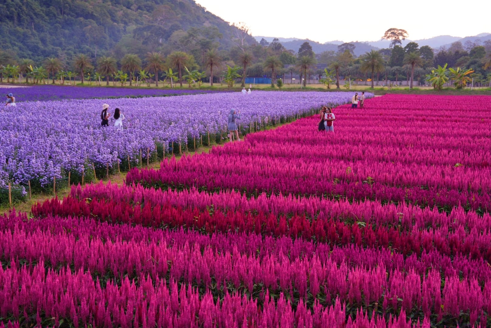 ที่เที่ยวใกล้กรุงเทพ ที่เที่ยวเขาใหญ๋ สวนดอกไม้สวยเว่อร์! ที่ Hokkaido Flower Park Khaoyai