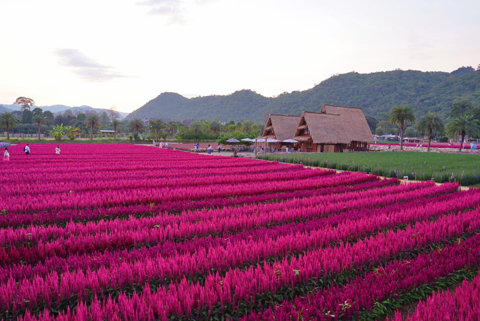 ที่เที่ยวใกล้กรุงเทพ ที่เที่ยวเขาใหญ๋ สวนดอกไม้สวยเว่อร์! ที่ Hokkaido Flower Park Khaoyai