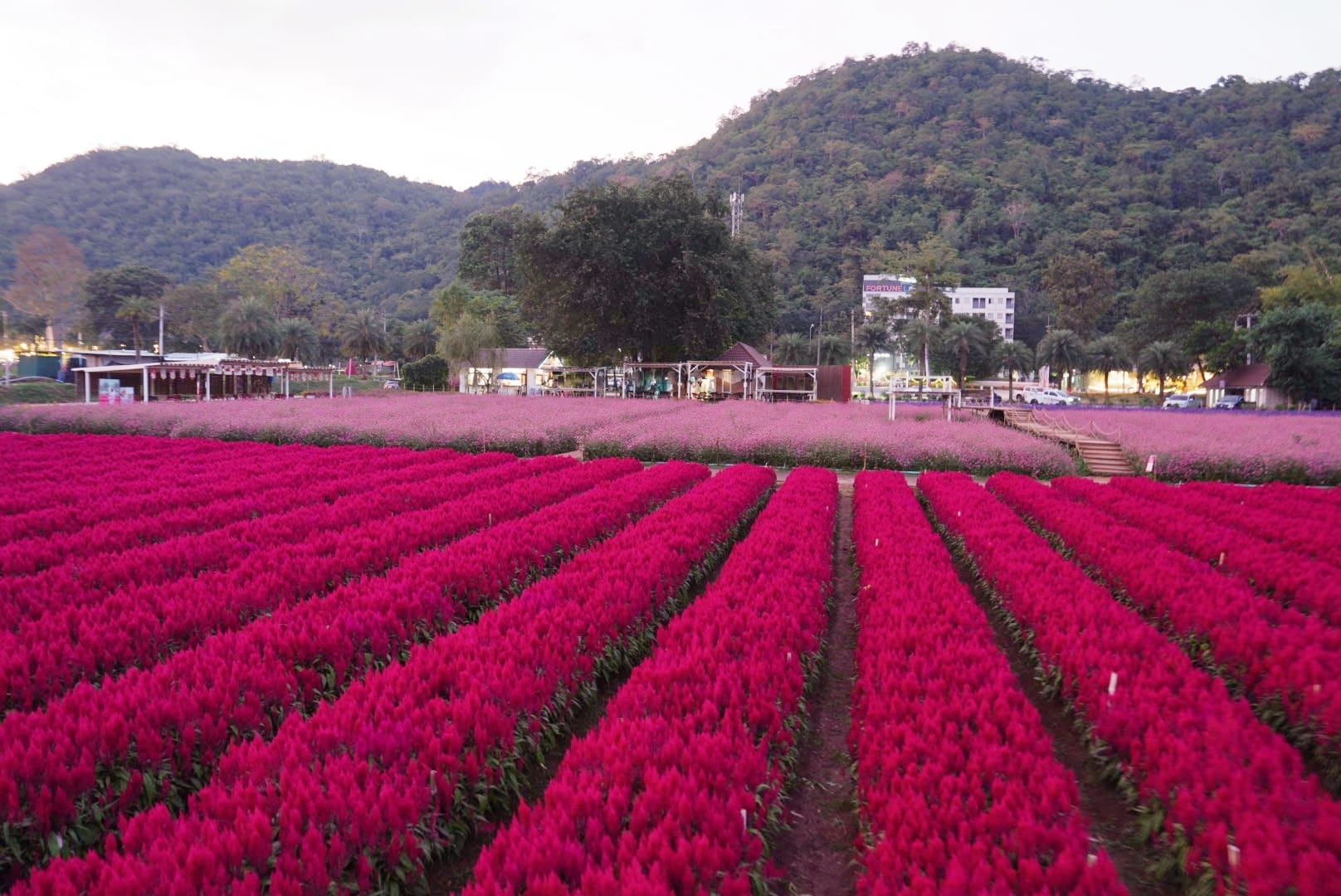 ที่เที่ยวใกล้กรุงเทพ ที่เที่ยวเขาใหญ๋ สวนดอกไม้สวยเว่อร์! ที่ Hokkaido Flower Park Khaoyai