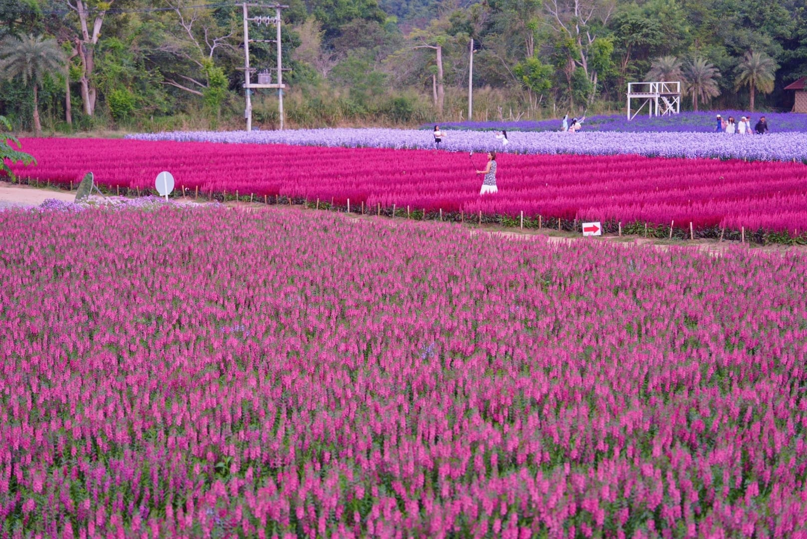 ที่เที่ยวใกล้กรุงเทพ ที่เที่ยวเขาใหญ๋ สวนดอกไม้สวยเว่อร์! ที่ Hokkaido Flower Park Khaoyai