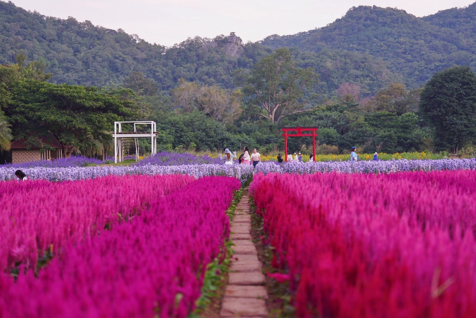 ที่เที่ยวใกล้กรุงเทพ ที่เที่ยวเขาใหญ๋ สวนดอกไม้สวยเว่อร์! ที่ Hokkaido Flower Park Khaoyai