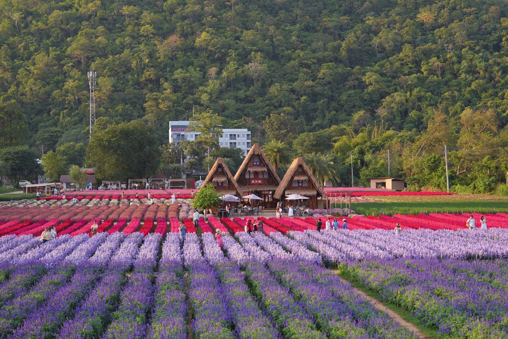 ที่เที่ยวใกล้กรุงเทพ ที่เที่ยวเขาใหญ๋ สวนดอกไม้สวยเว่อร์! ที่ Hokkaido Flower Park Khaoyai