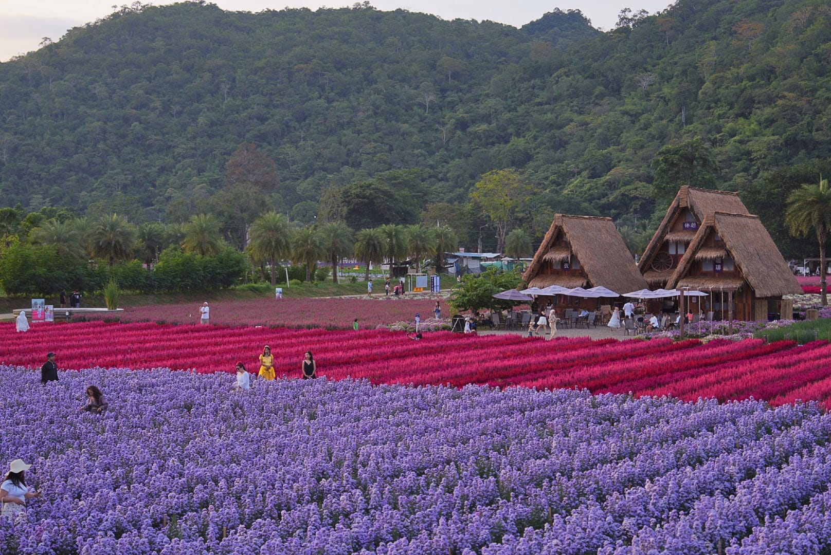 ที่เที่ยวใกล้กรุงเทพ ที่เที่ยวเขาใหญ๋ สวนดอกไม้สวยเว่อร์! ที่ Hokkaido Flower Park Khaoyai