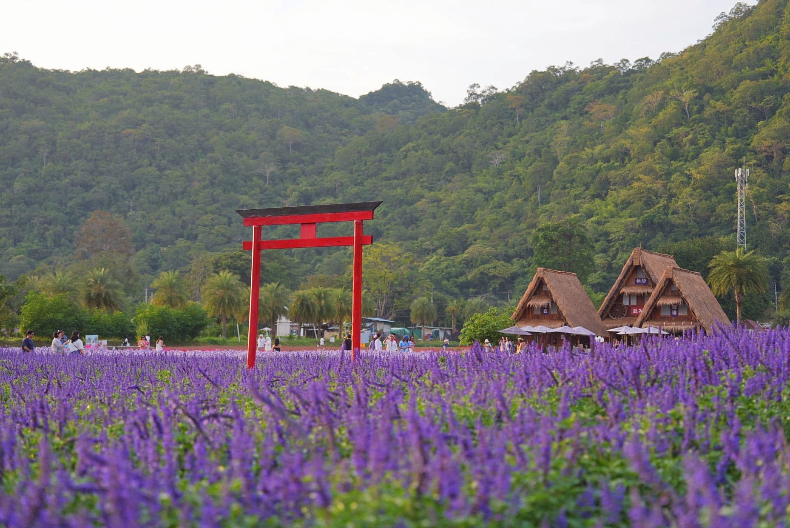 ที่เที่ยวใกล้กรุงเทพ ที่เที่ยวเขาใหญ๋ สวนดอกไม้สวยเว่อร์! ที่ Hokkaido Flower Park Khaoyai