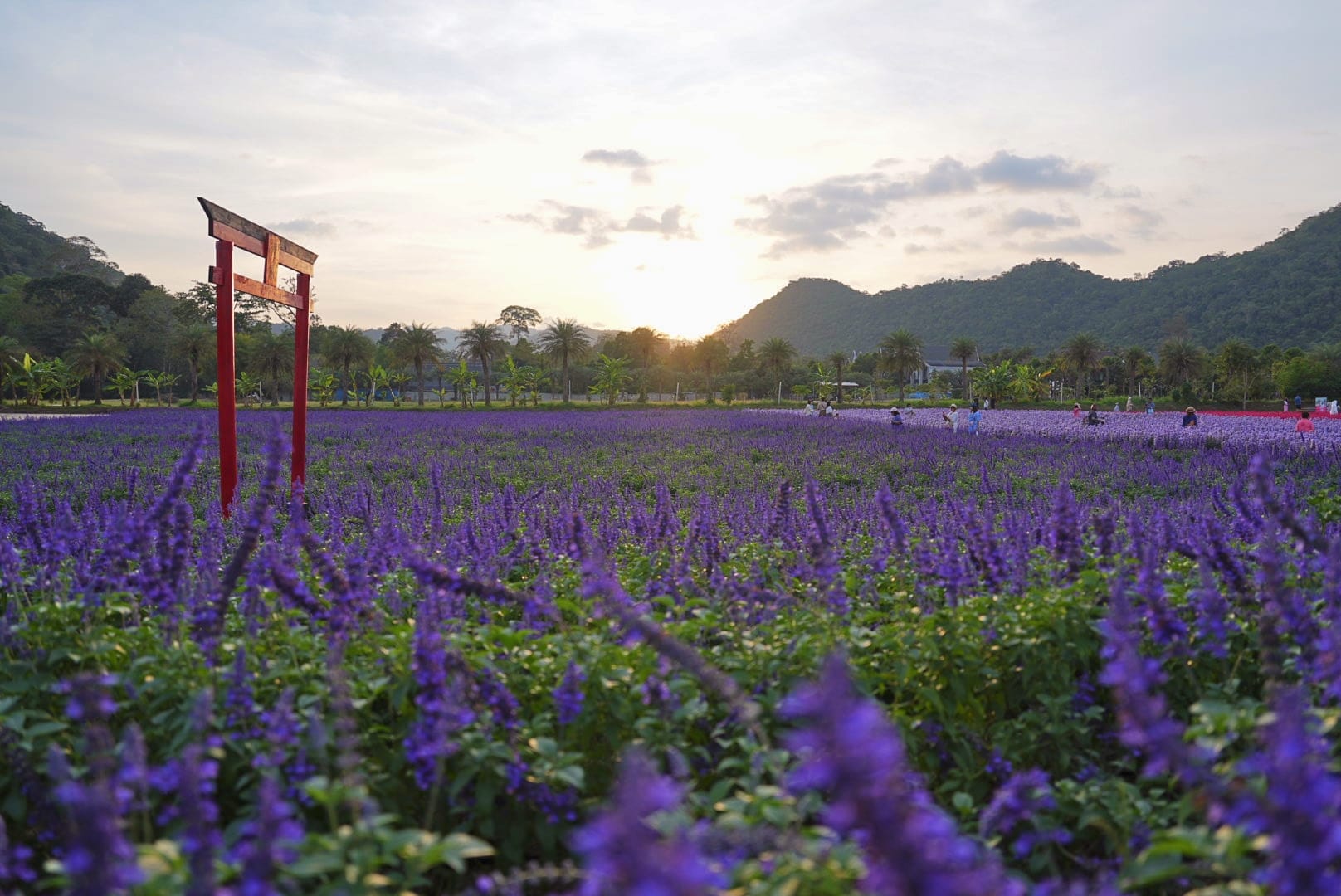 ที่เที่ยวใกล้กรุงเทพ ที่เที่ยวเขาใหญ๋ สวนดอกไม้สวยเว่อร์! ที่ Hokkaido Flower Park Khaoyai