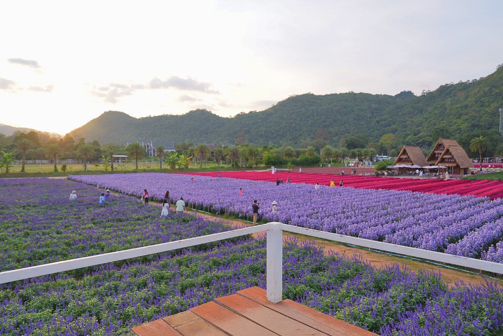 ที่เที่ยวใกล้กรุงเทพ ที่เที่ยวเขาใหญ๋ สวนดอกไม้สวยเว่อร์! ที่ Hokkaido Flower Park Khaoyai