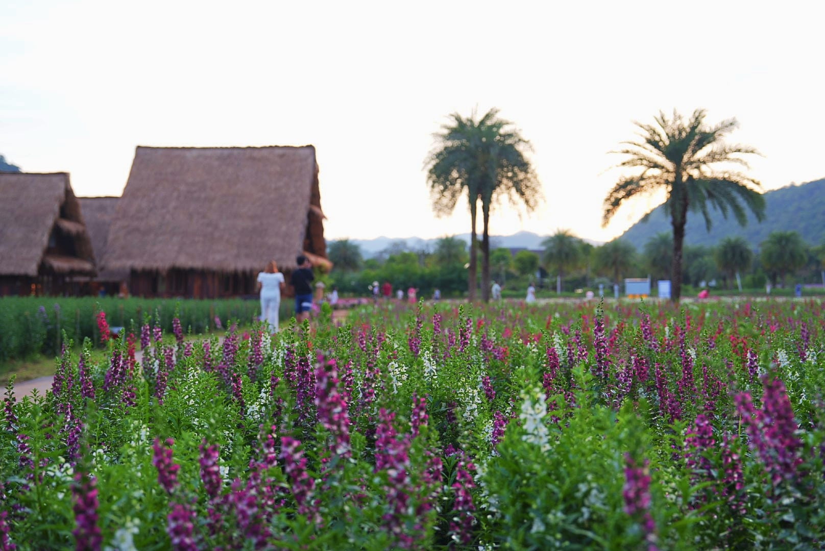 ที่เที่ยวใกล้กรุงเทพ ที่เที่ยวเขาใหญ๋ สวนดอกไม้สวยเว่อร์! ที่ Hokkaido Flower Park Khaoyai