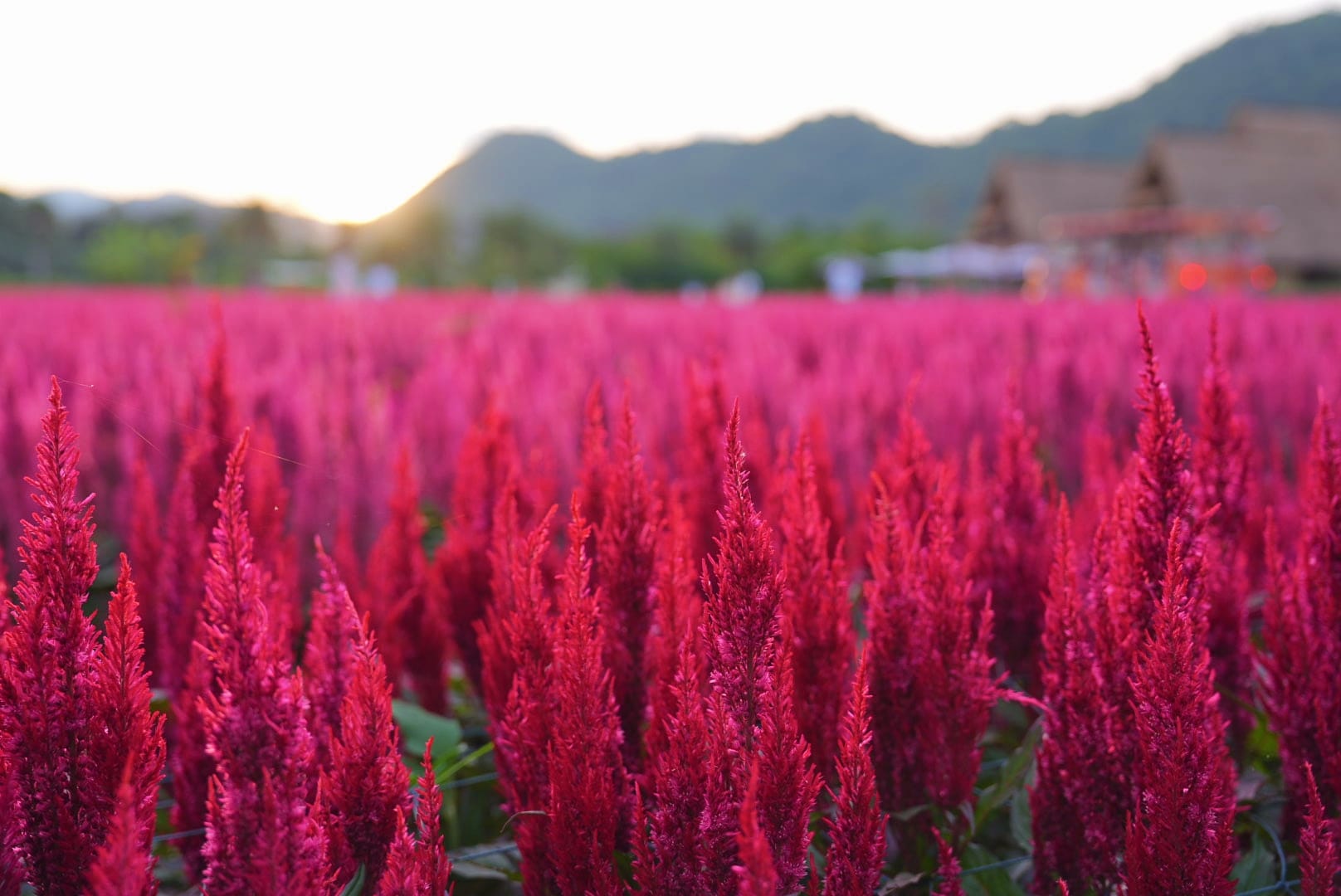 ที่เที่ยวใกล้กรุงเทพ ที่เที่ยวเขาใหญ๋ สวนดอกไม้สวยเว่อร์! ที่ Hokkaido Flower Park Khaoyai