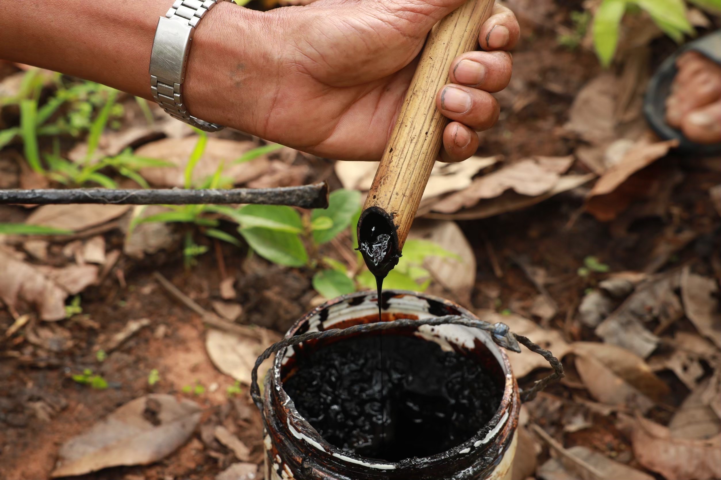 SACIT ฟื้น “ต้นน้ำยางรัก”  ดันวัตถุดิบหายากสู่ หลักทรัพย์ค้ำประกันทางธุรกิจ