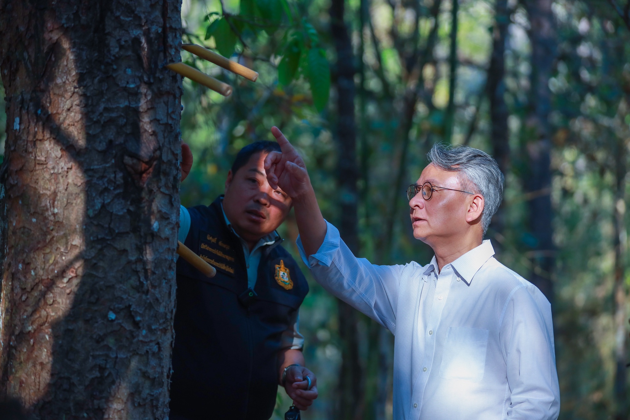 SACIT ฟื้น “ต้นน้ำยางรัก”  ดันวัตถุดิบหายากสู่ หลักทรัพย์ค้ำประกันทางธุรกิจ