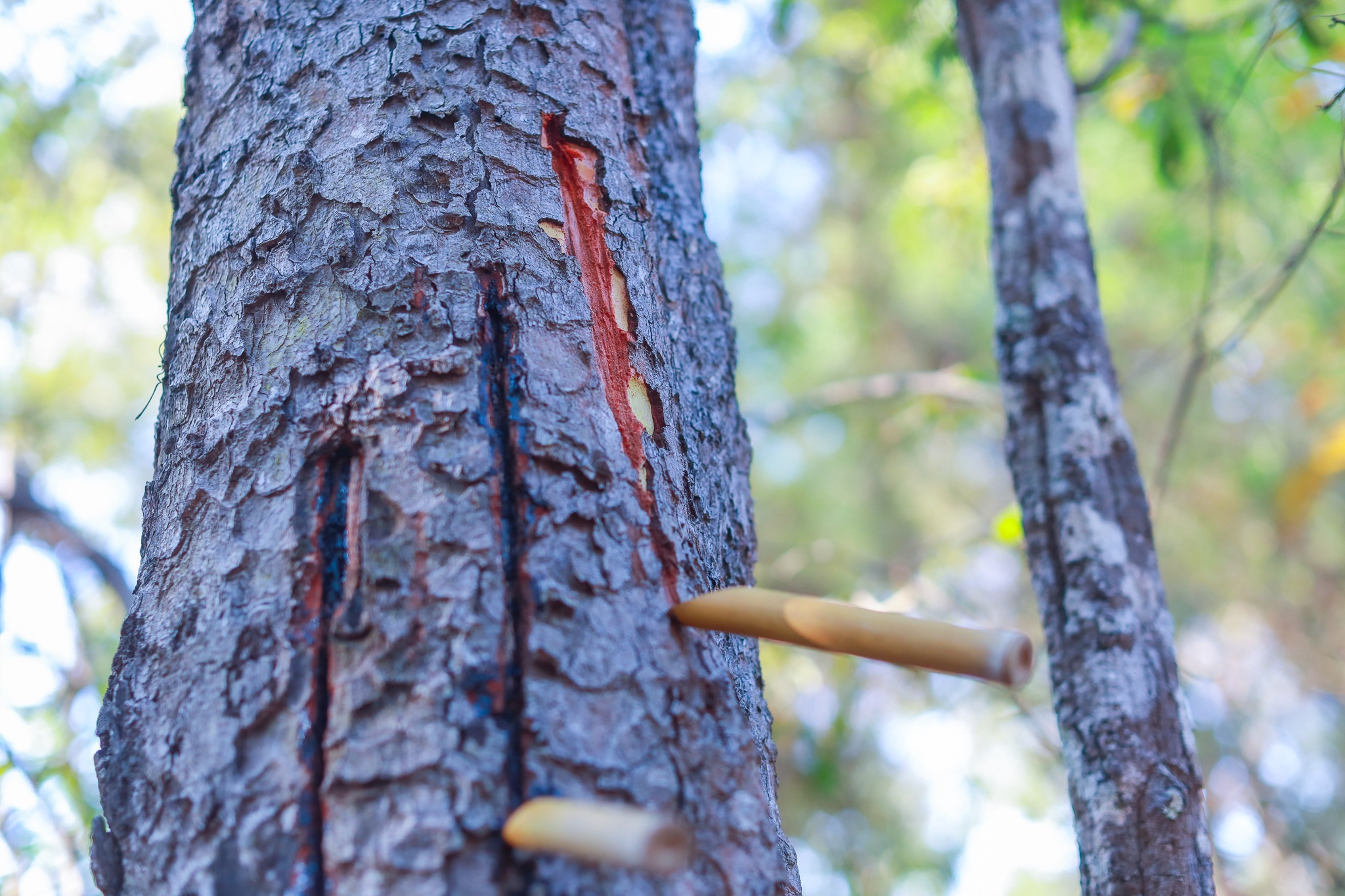 SACIT ฟื้น “ต้นน้ำยางรัก”  ดันวัตถุดิบหายากสู่ หลักทรัพย์ค้ำประกันทางธุรกิจ