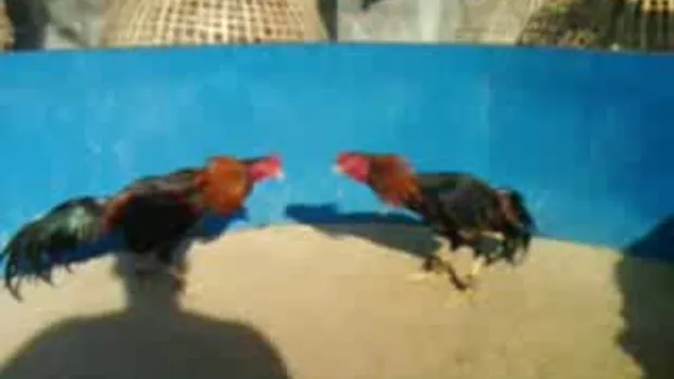 ไก่ชน พม่า เหล่าพนมไพร