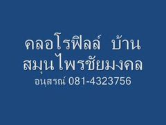 Bansamonprai.Net,Cholophyll,คลอโรฟิลล์,แองเจิ้ล,คล