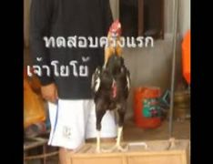 ไก่ชนแดนทัศนีย์