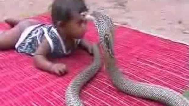 งูเห่ากัดเด็ก!