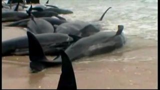ปลาวาฬเกยหาด ตายแล้วกว่า 58 ตัว