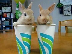 กระต่ายน่ารัก ในแก้วน้ำ!!