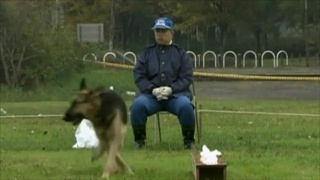 เจ้าโมโม่ สุนัขตำรวจ พันธุ์ชิวาว่า ตัวแรกของโลก