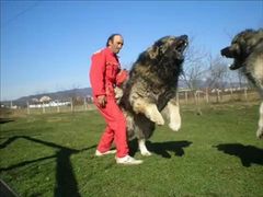 สุนัขหรือสิงโตเนี่ยะ ตัวใหญ่มาก