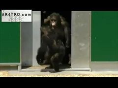 สุดซึ้ง! ชิมแปนซี พ้นห้องวิจัย โผกอดกันก่อนรับแดดแรกรอบ 30 ปี