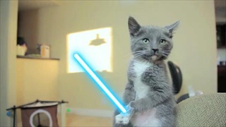 เจ้าแมวน้อย Star war 1