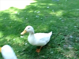 Ducks having a conversation  by sia.co.th